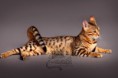 /album/amina/a5-beauty-cat-faith-bengal-cat-jpg/